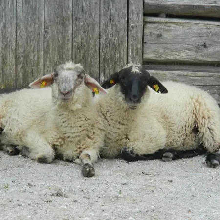 Lägenhet Gaestehaus Herma Ramsau am Dachstein